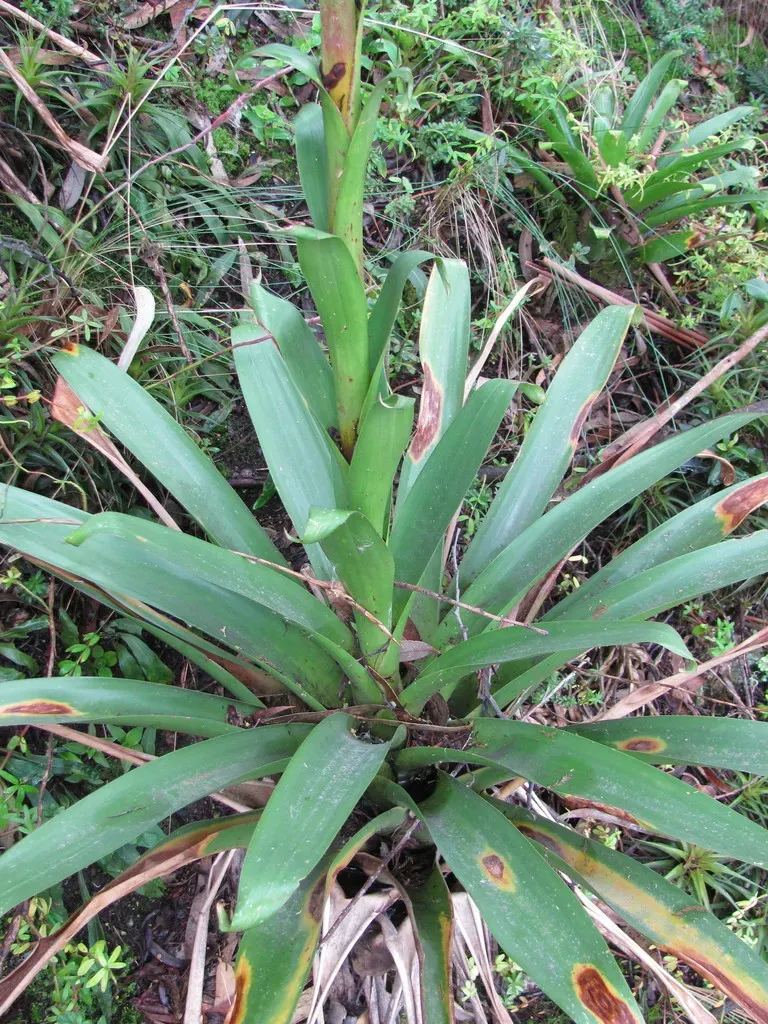 Tillandsia Denudata