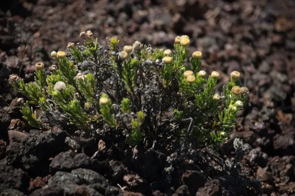 Psiadia Callocephala