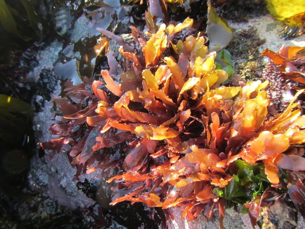 Schottera Nicaeensis