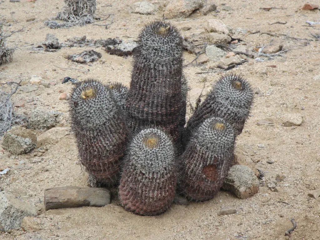 Copiapoa Cinerea