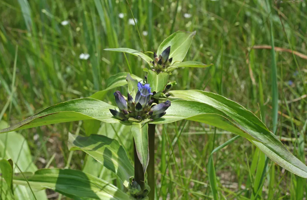 Large Leaf Gentian