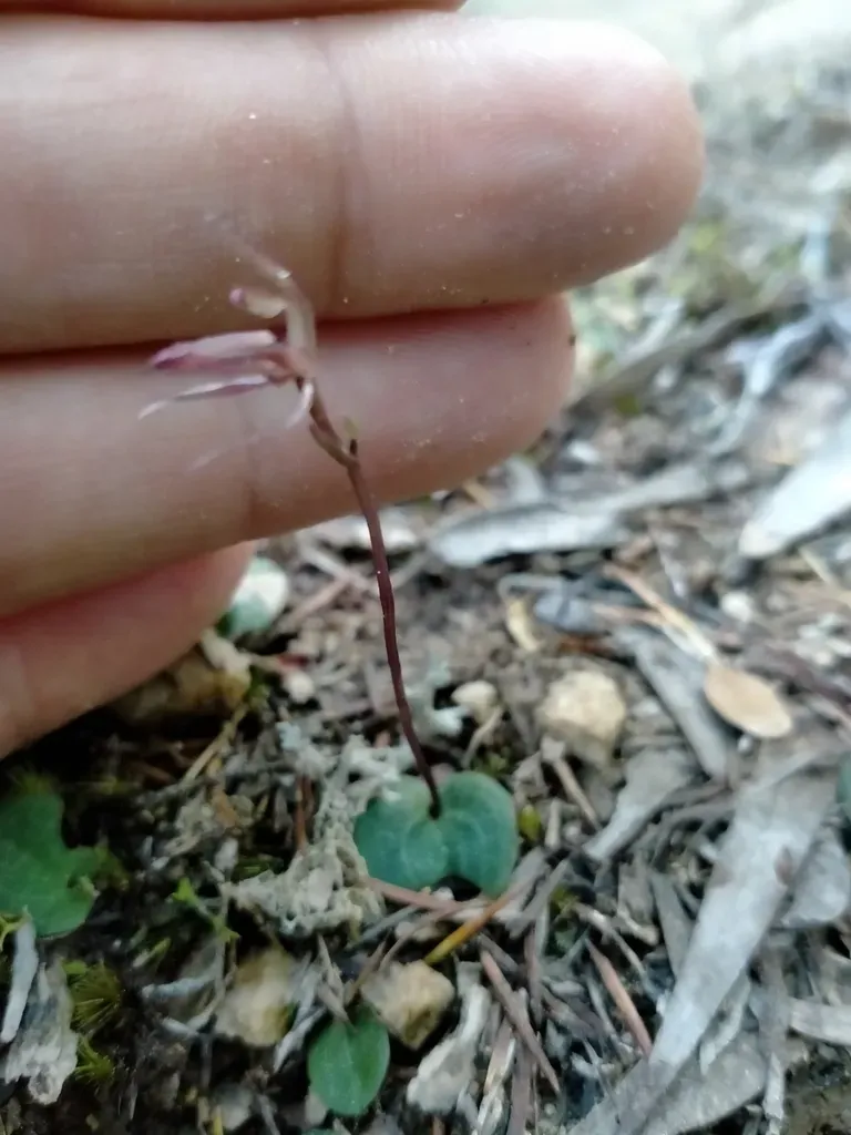New Zealand Gnat Orchid