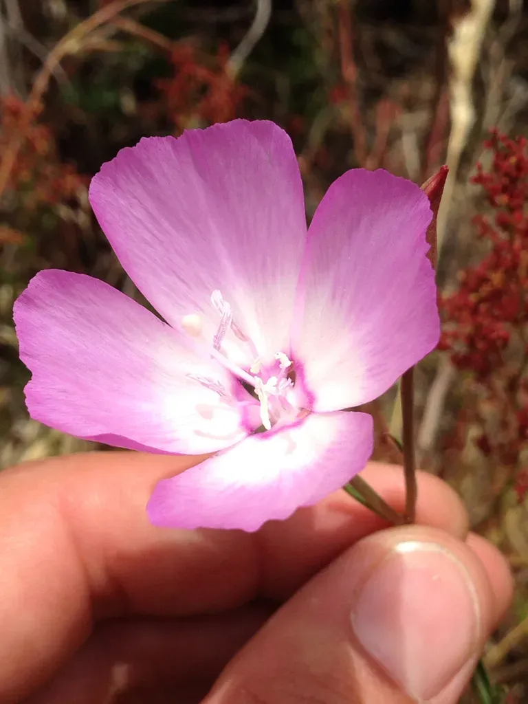 Lewis' Clarkia