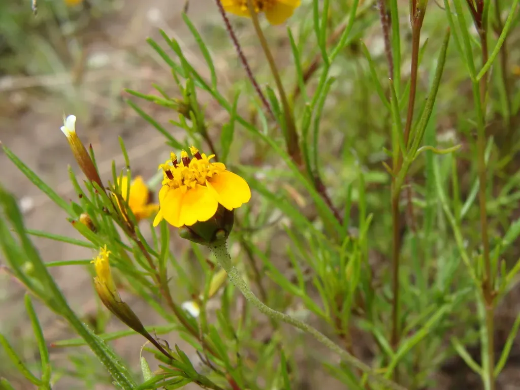 Tridax Balbisioides