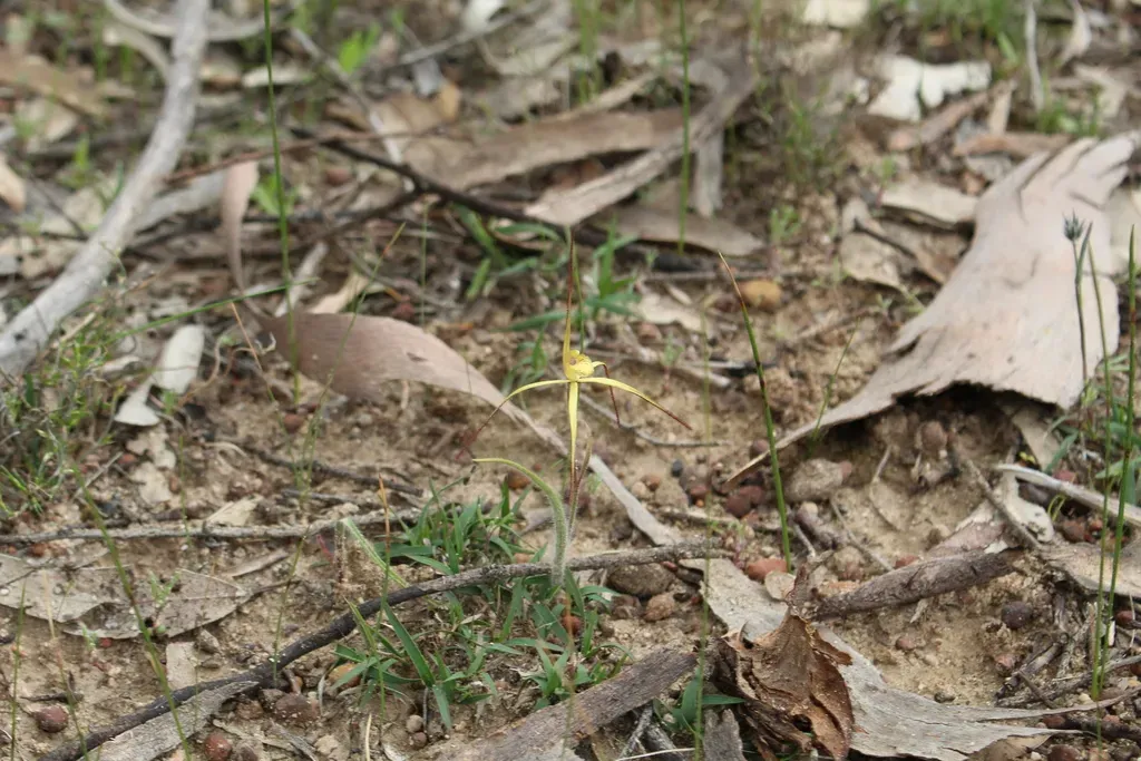 Primrose Spider Orchid
