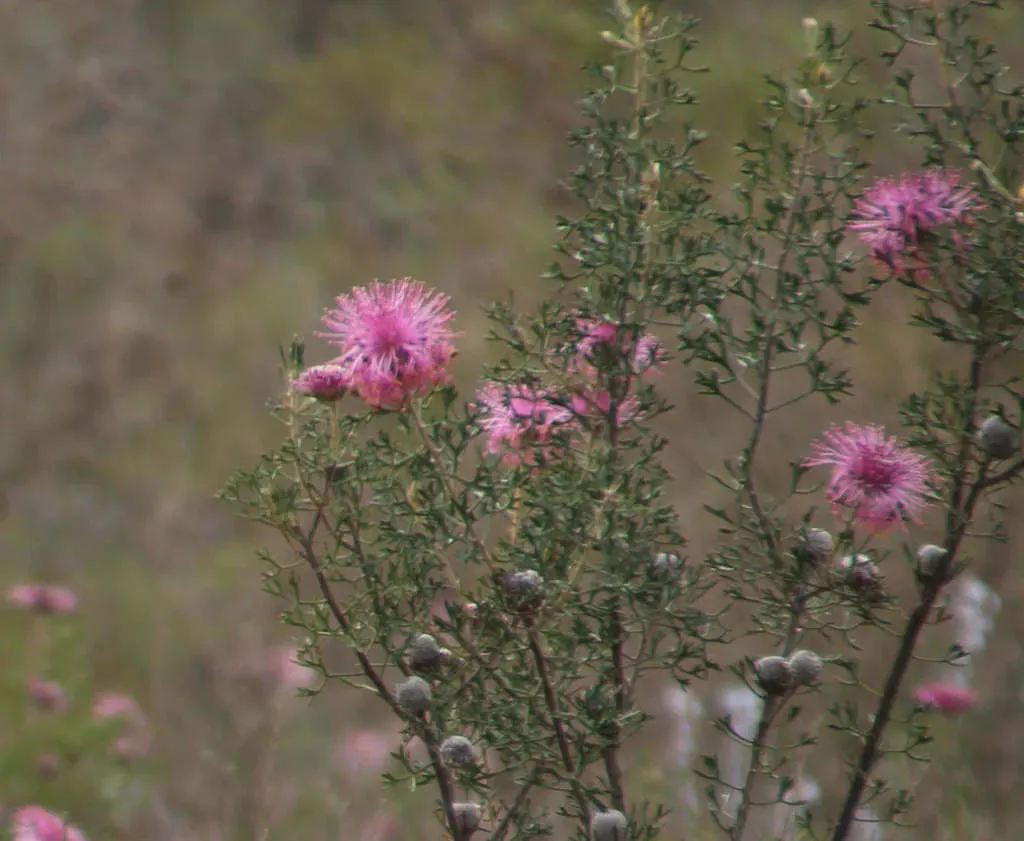 Isopogon Crithmifolius