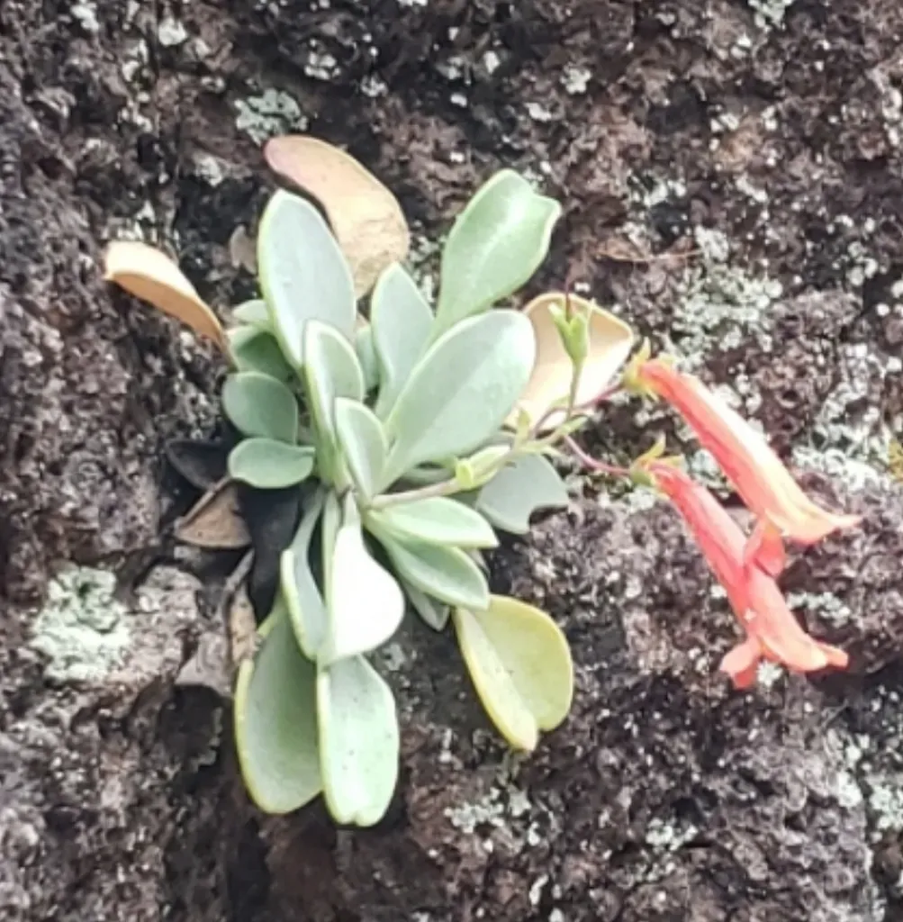 Round-leaf Beardtongue