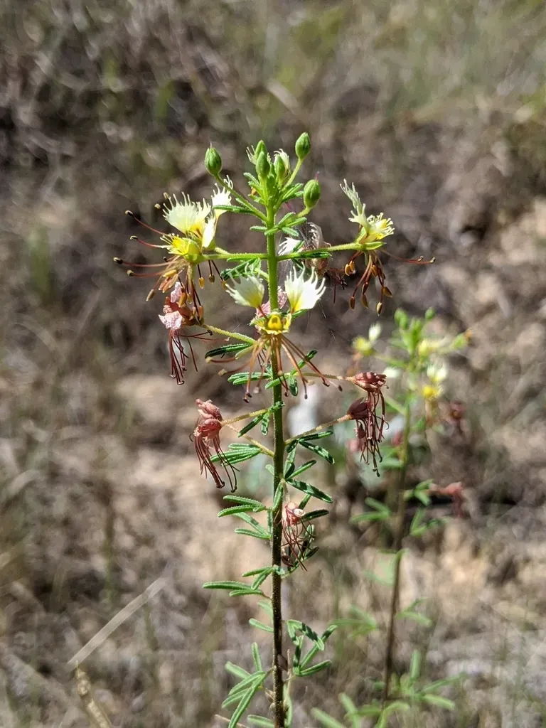 Large Clammyweed