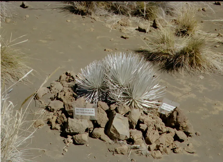 Hawaiʻi Silversword