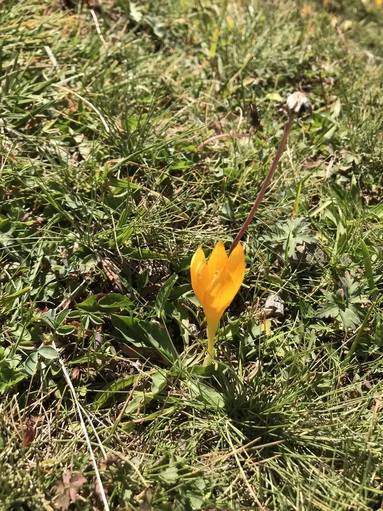 Crocus Scharojanii