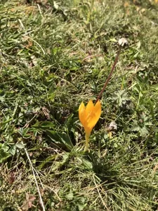 Crocus Scharojanii