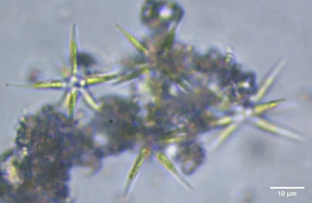 Actinastrum Hantzschii