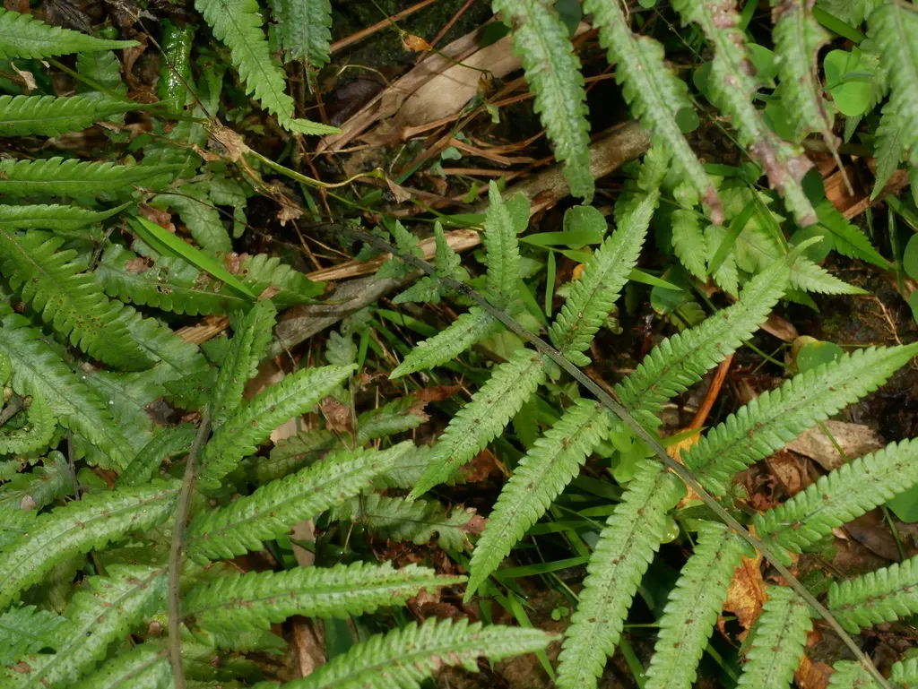 Christella Latipinna