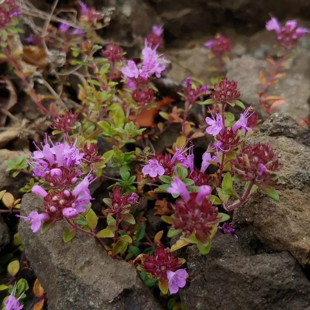 Thymus Semiglaber