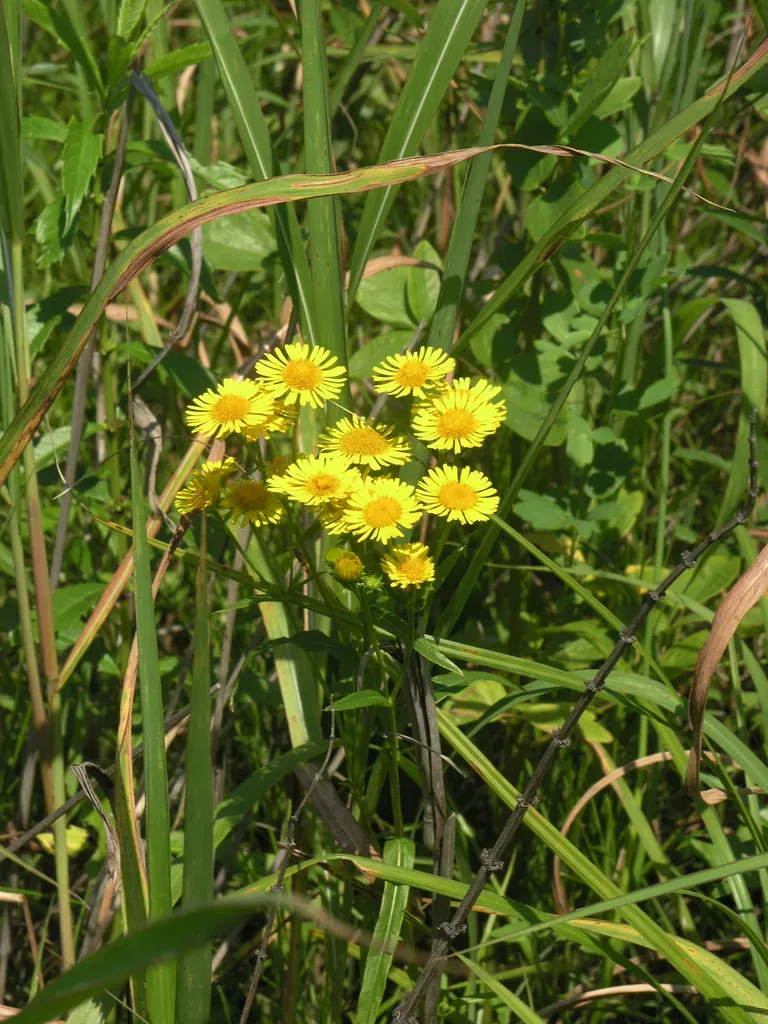 Oriental Yellowhead