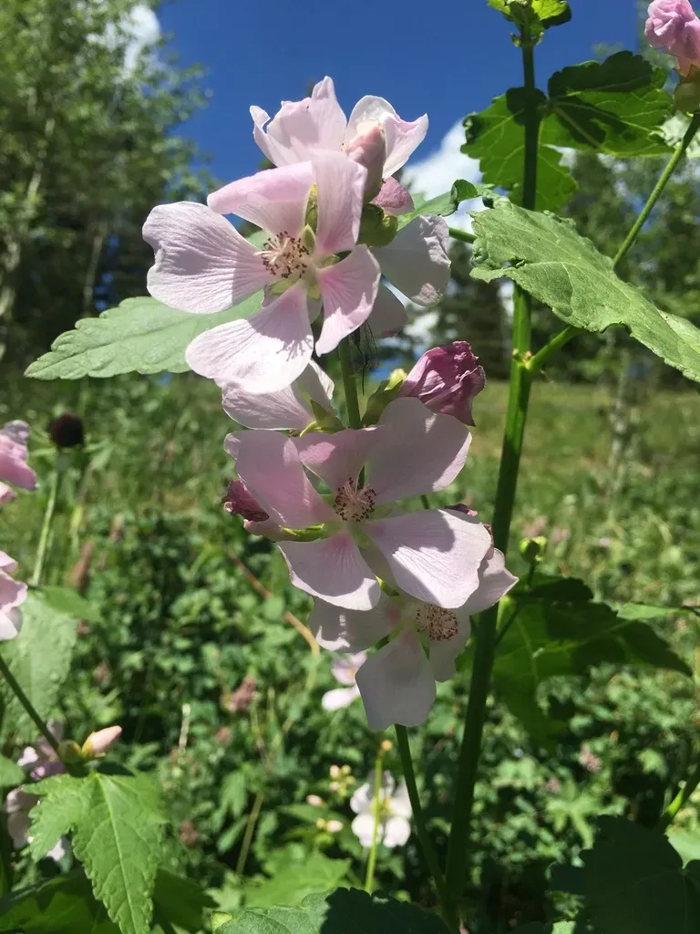 Streambank Wild Hollyhock