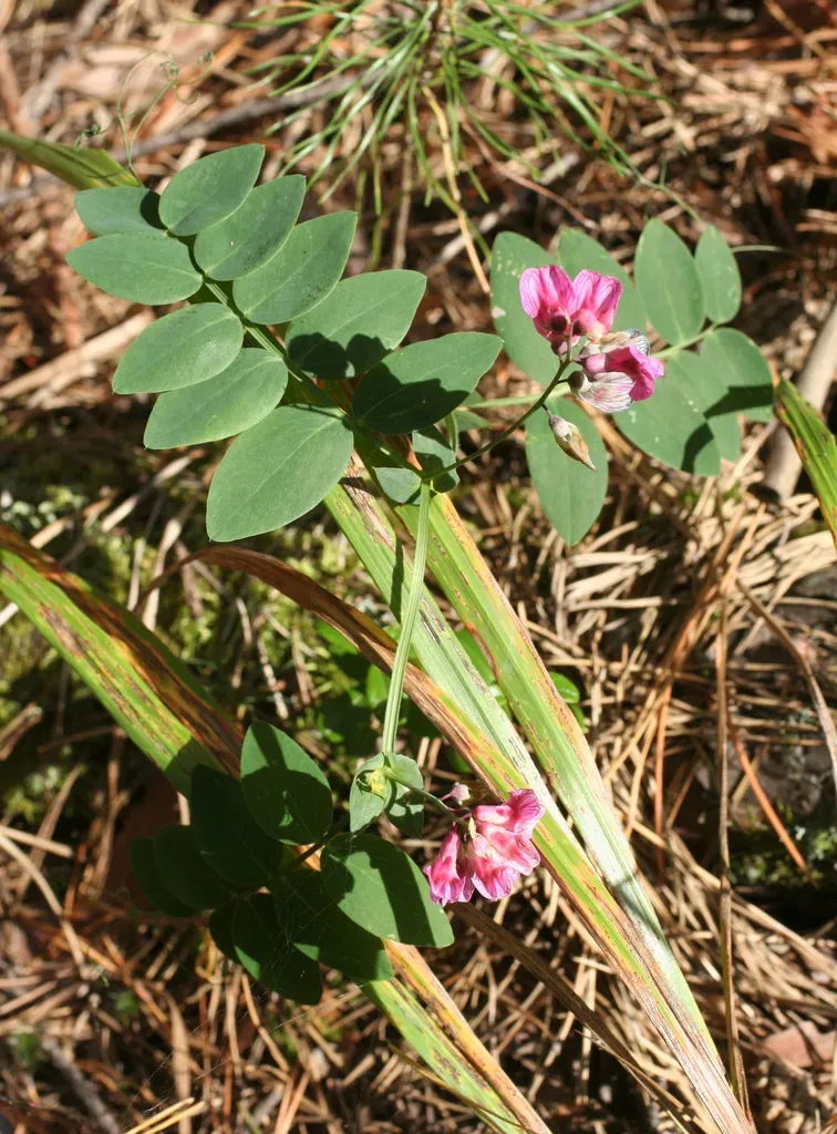 Pisiform Grass-pea