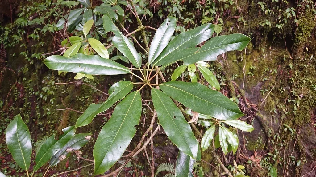 Redneck Rhododendron