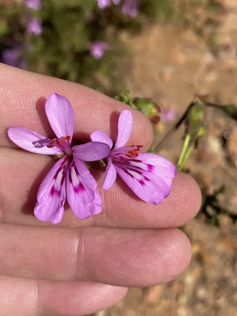 Toothy Storksbill