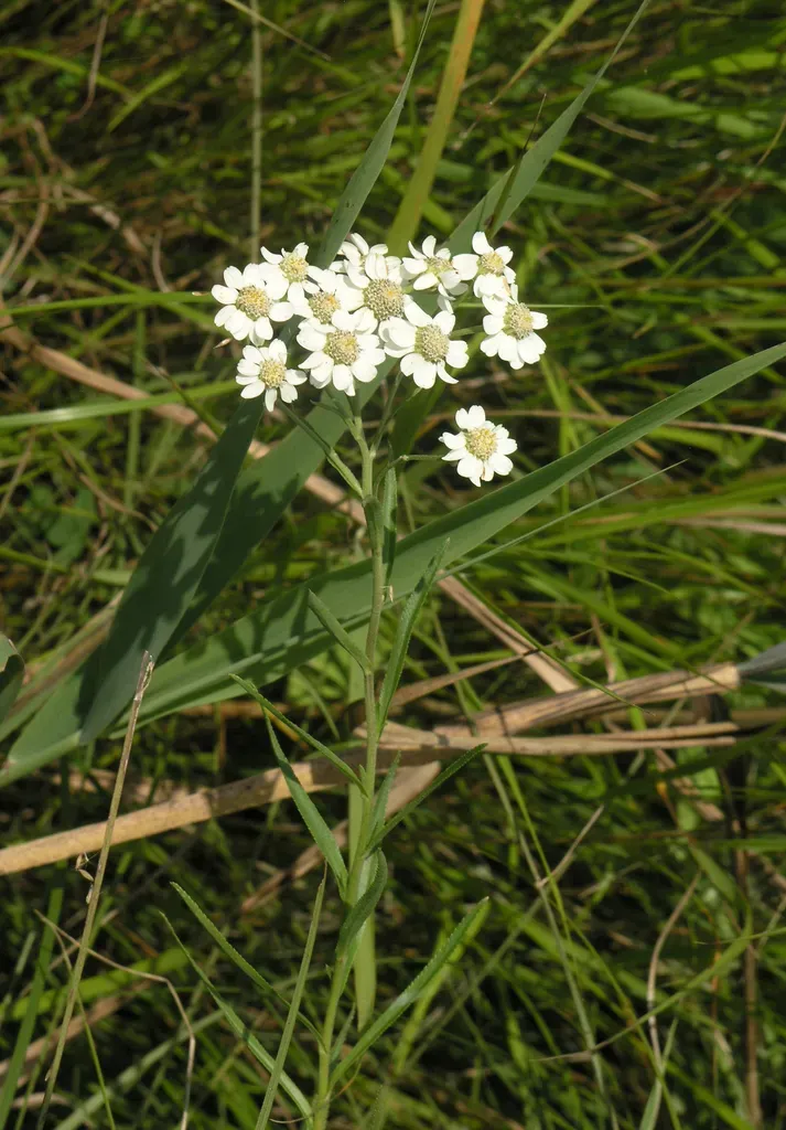 Acuminate Yarrow