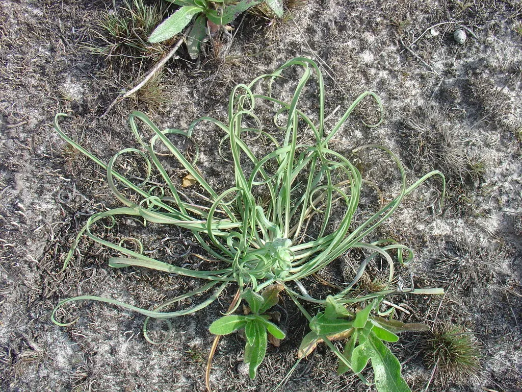 Tragopogon Ucrainicus