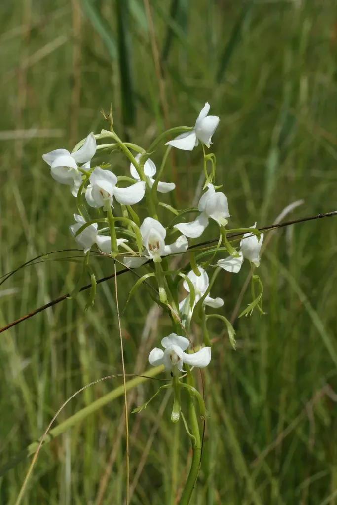 Habenaria Linearifolia