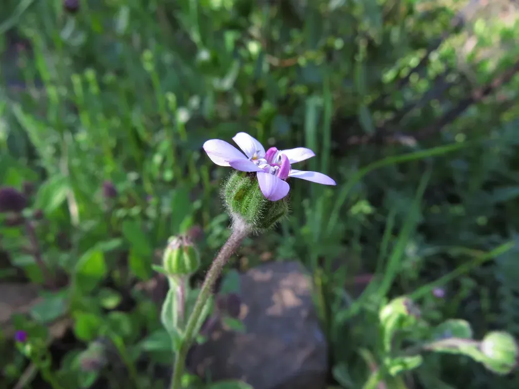 Leucheria Glandulosa