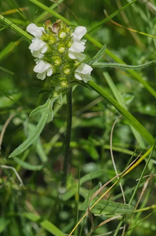 Cut-leaved Selfheal