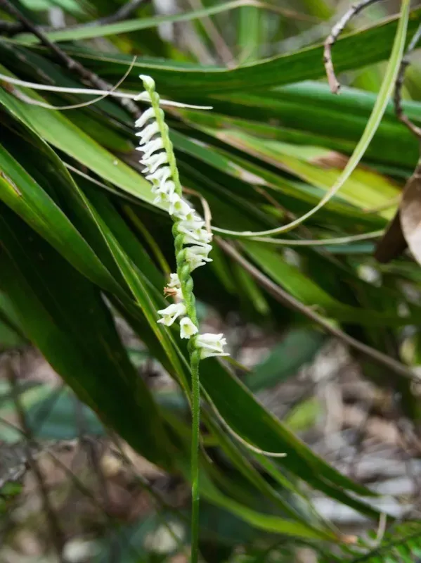 Southern Ladies' Tresses