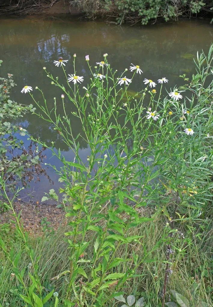 Incised-leaf Aster
