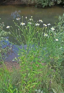 Incised-leaf Aster