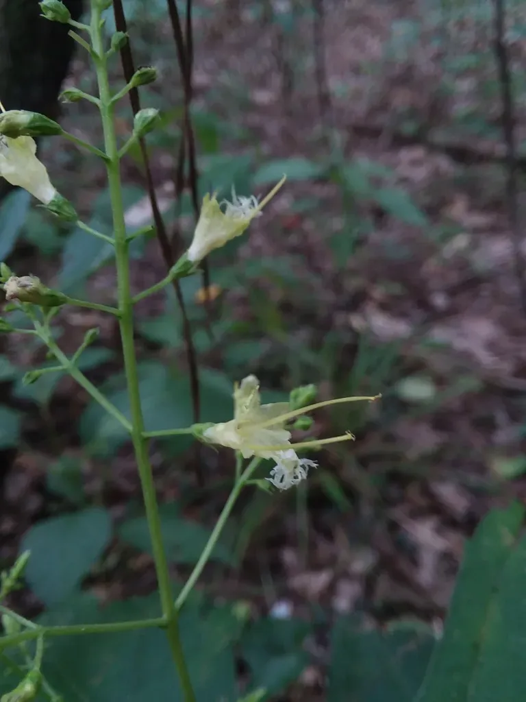 Blue Ridge Horsebalm