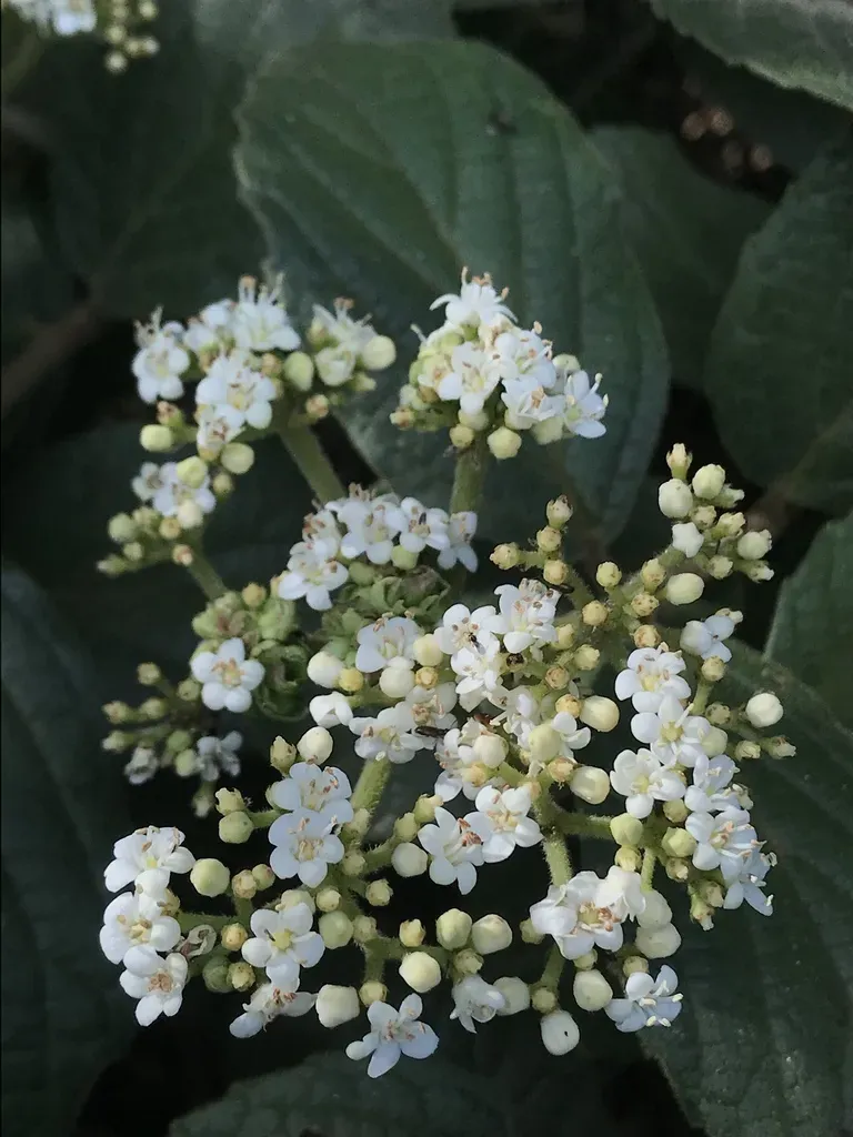 Viburnum Lasiophyllum