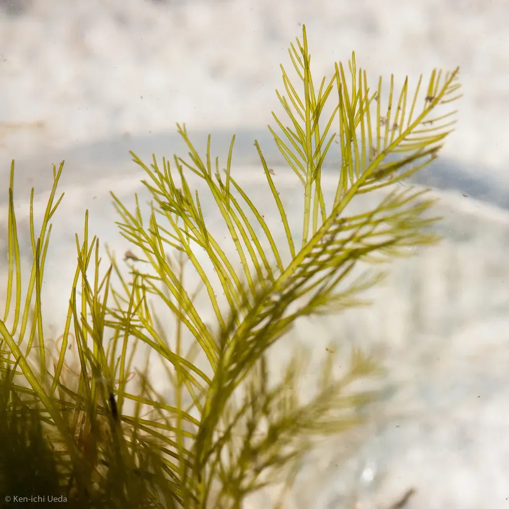 Bryopsis Corticulans