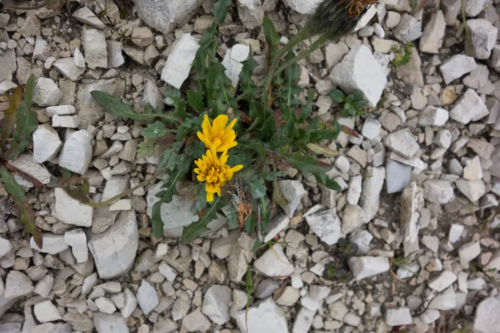 Scorzoneroides Montana