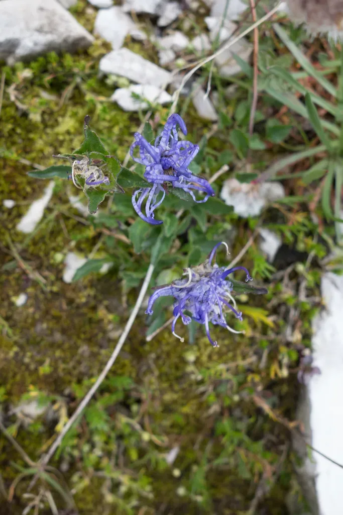 Horned Rampion
