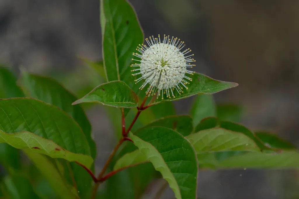 Buttonbush