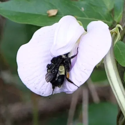 Pineland Butterfly Pea