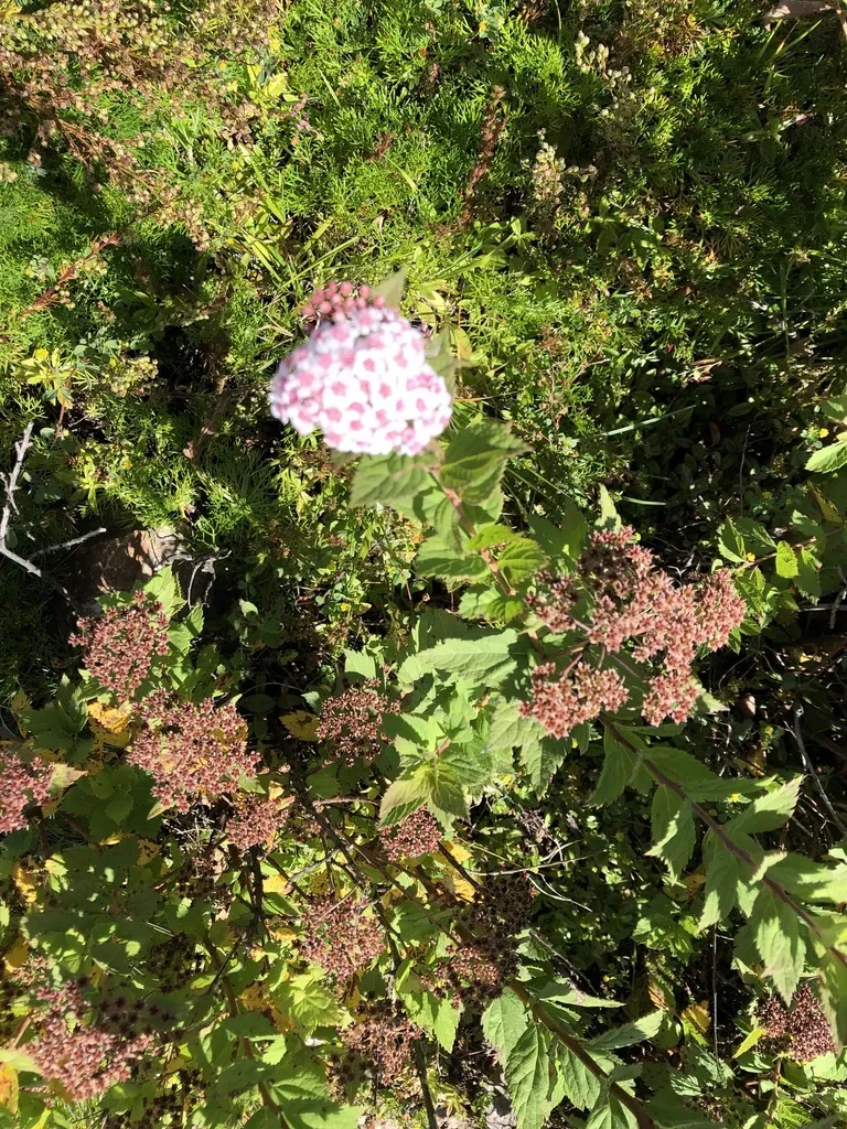 Spiraea Hayatana