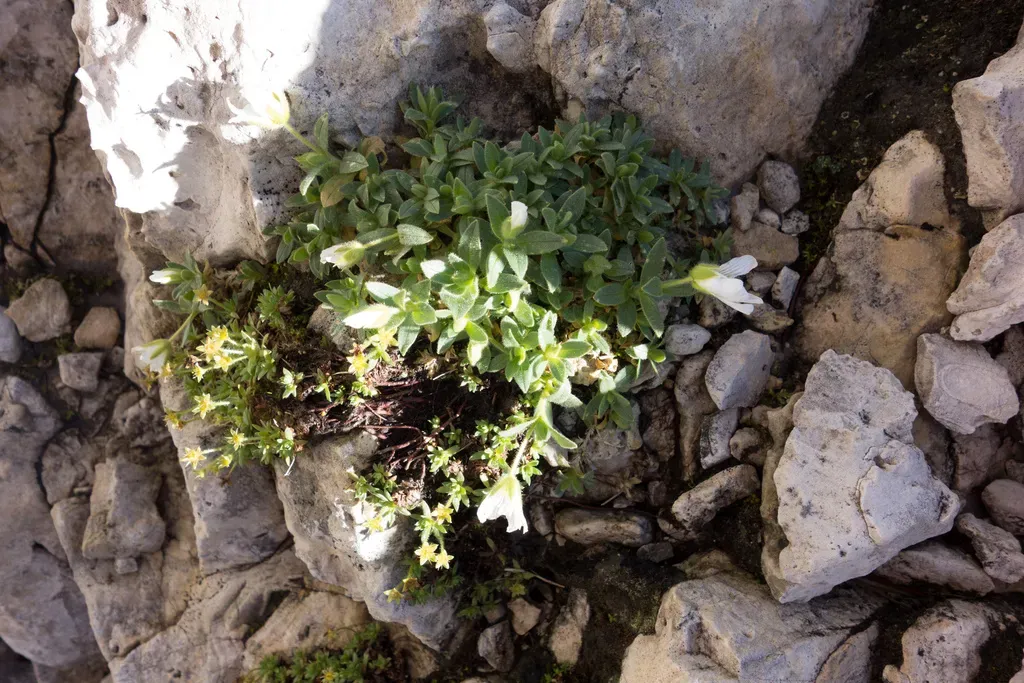Broad-leaved Mouse Ear