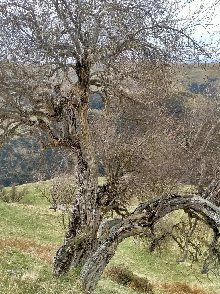Deciduous Tree Daisy