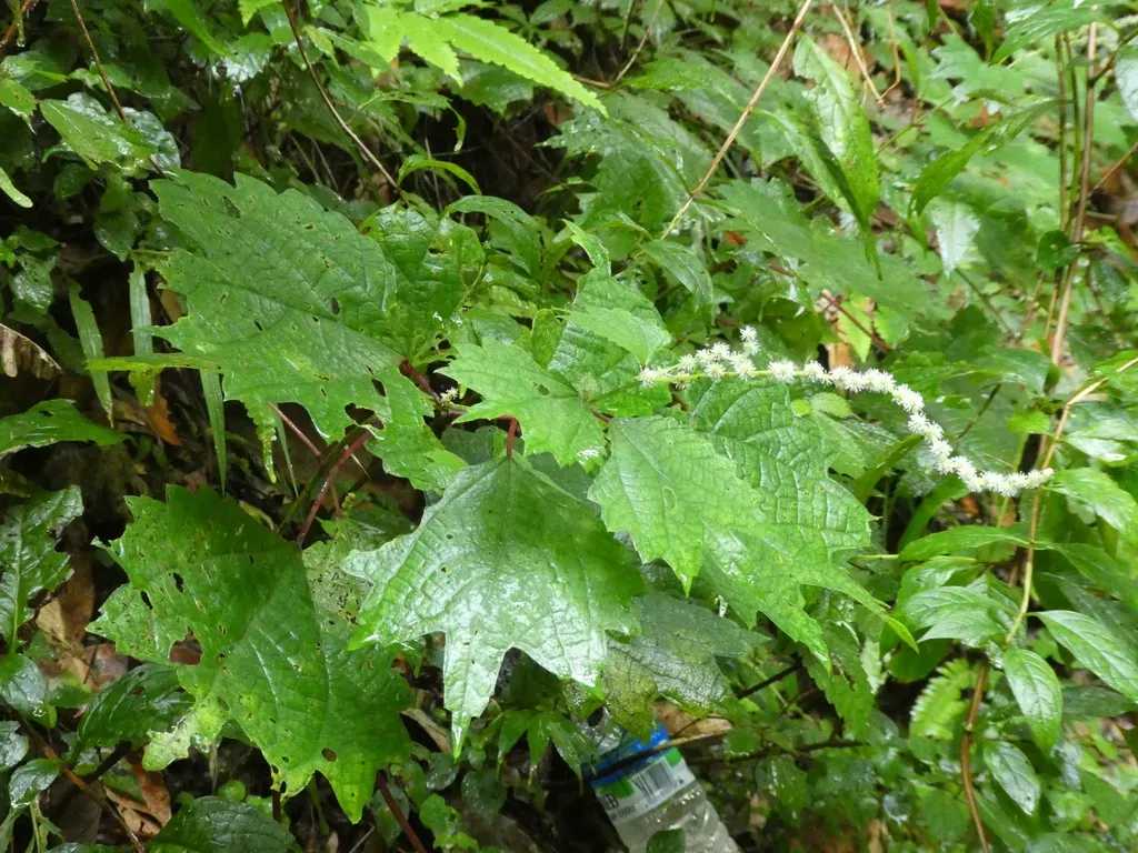 Tricuspidate Falsenettle