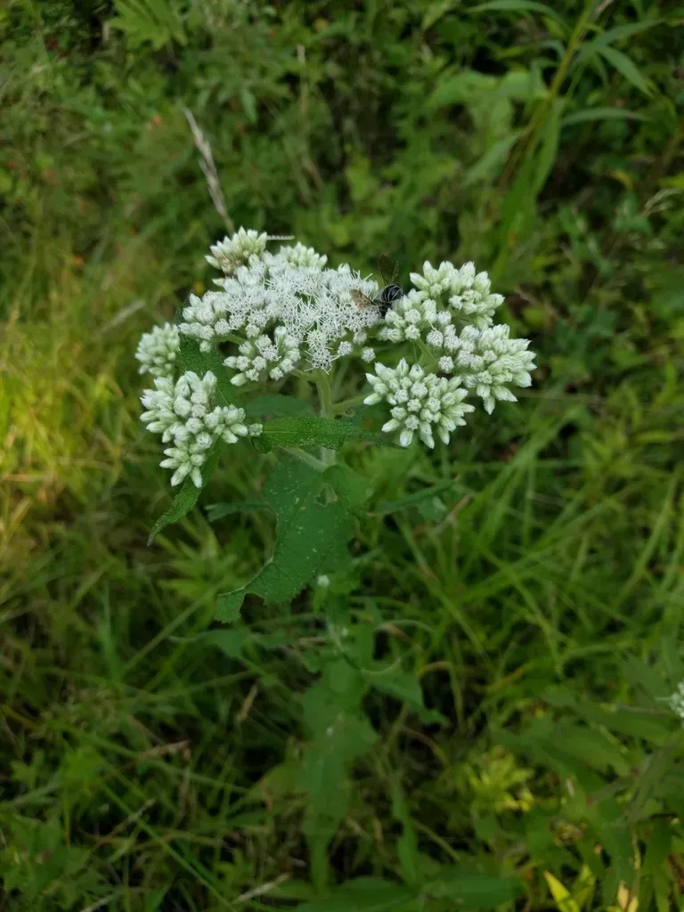 Common Boneset