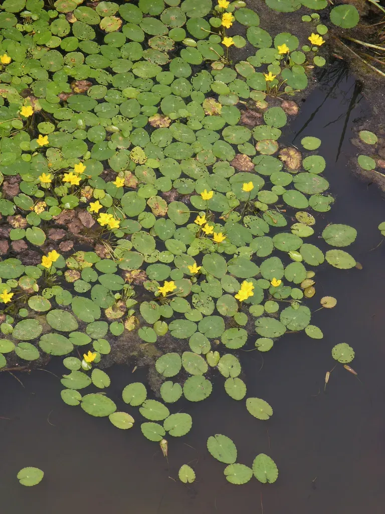 Yellow Floating Heart