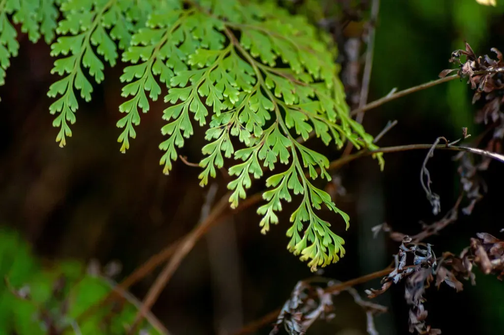 Fairy Fern