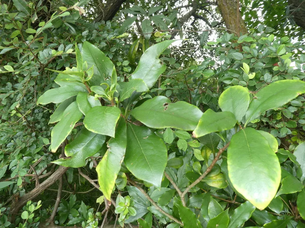 Glabrous Pittosporum