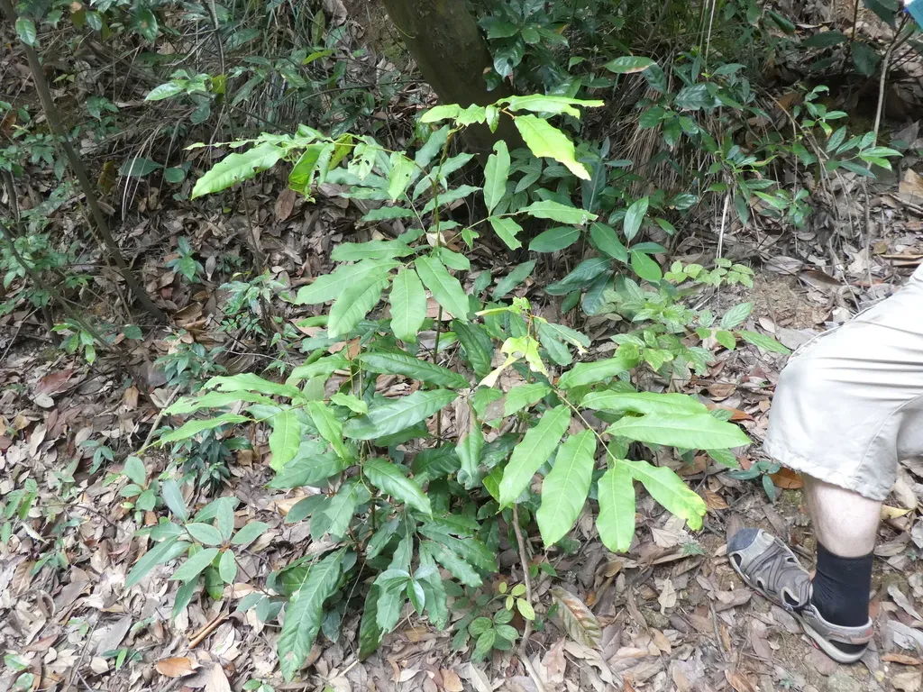 Roxburgh's Engelhardia