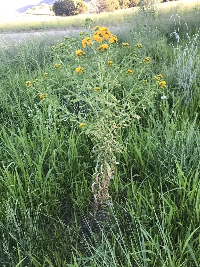 San Pedro Matchweed