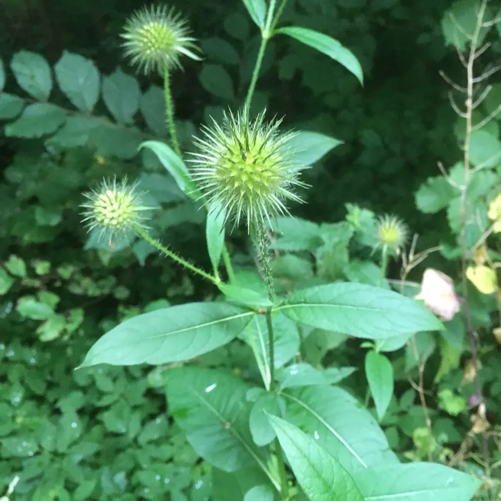 Yellowflower Teasel