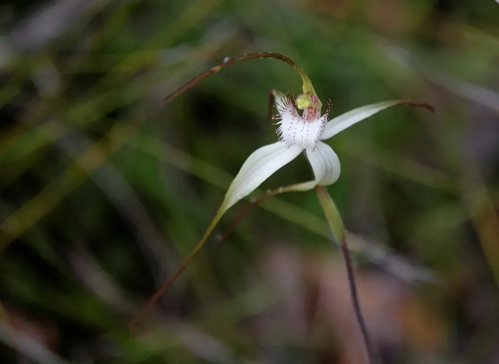 Large White Spider Orchid